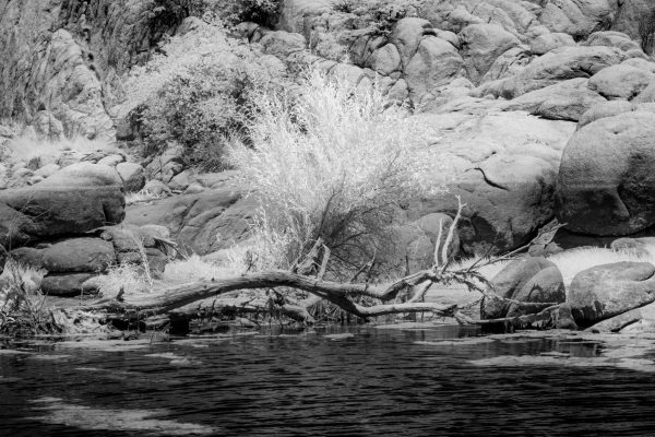 Infrared images within the summertime
