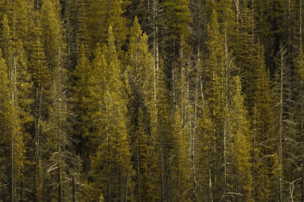 The best way to Rapidly Restore Pure Greens in Your Pictures