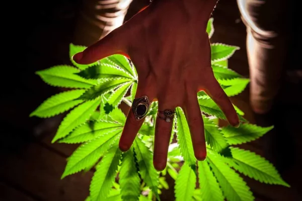 Hashish as a Device for Self-Information and Moral Dwelling